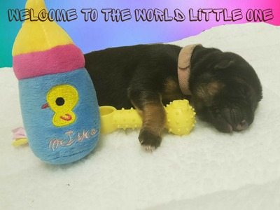 Kirby