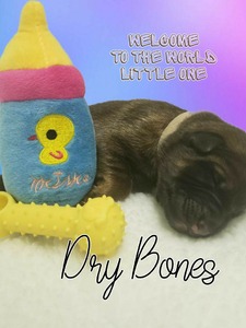 Dry Bones